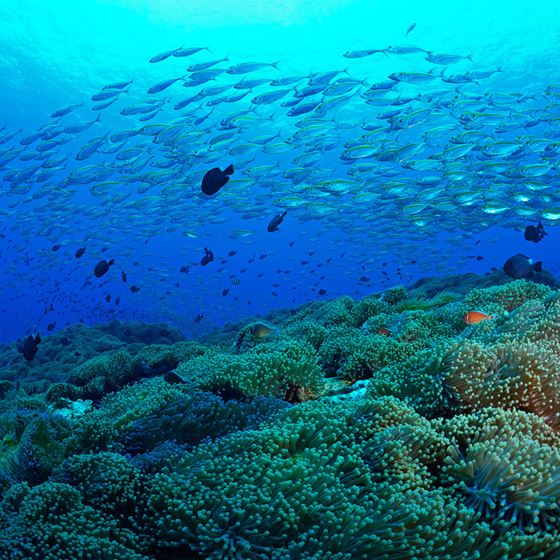 Explore - OZO Chaweng Samui
